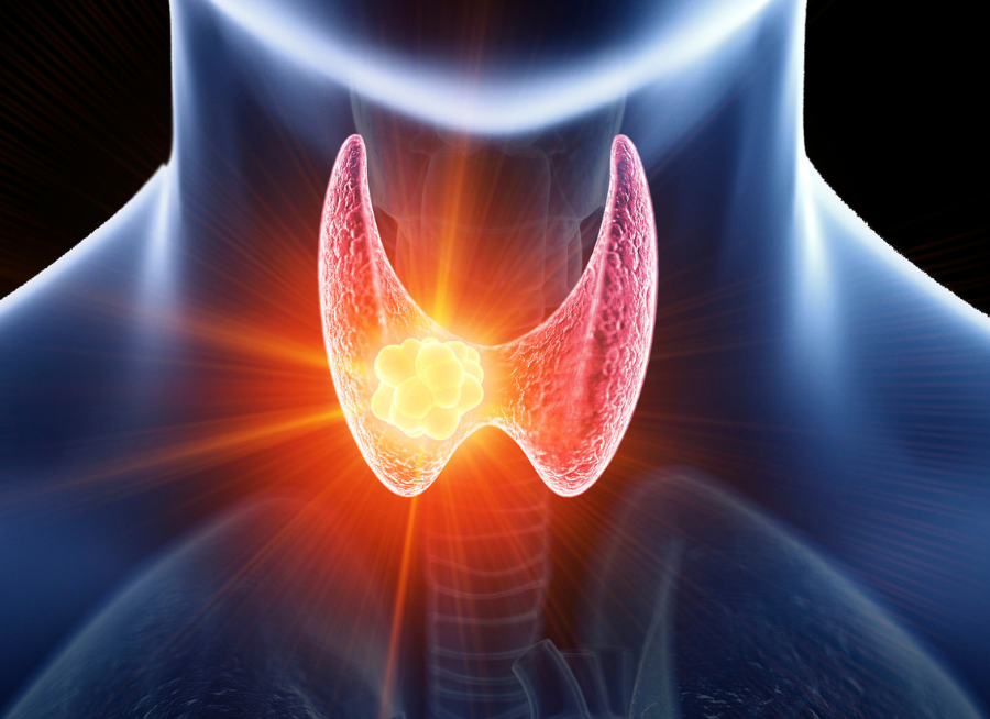 Tuyến giáp đóng vai trò quan trọng trong điều tiết hormone