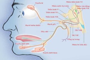 liệt dây thần kinh số 7